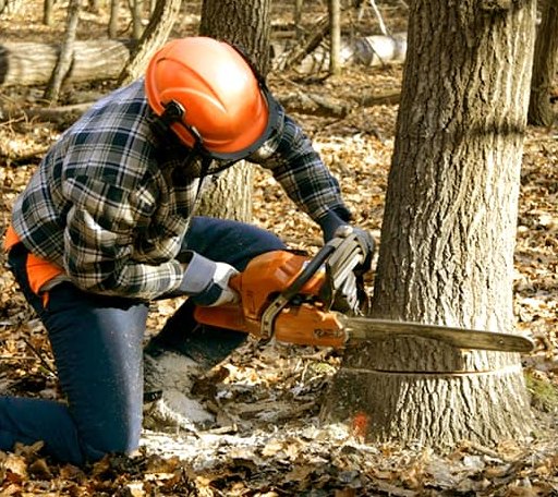 Tree Removal in Pomona, MO